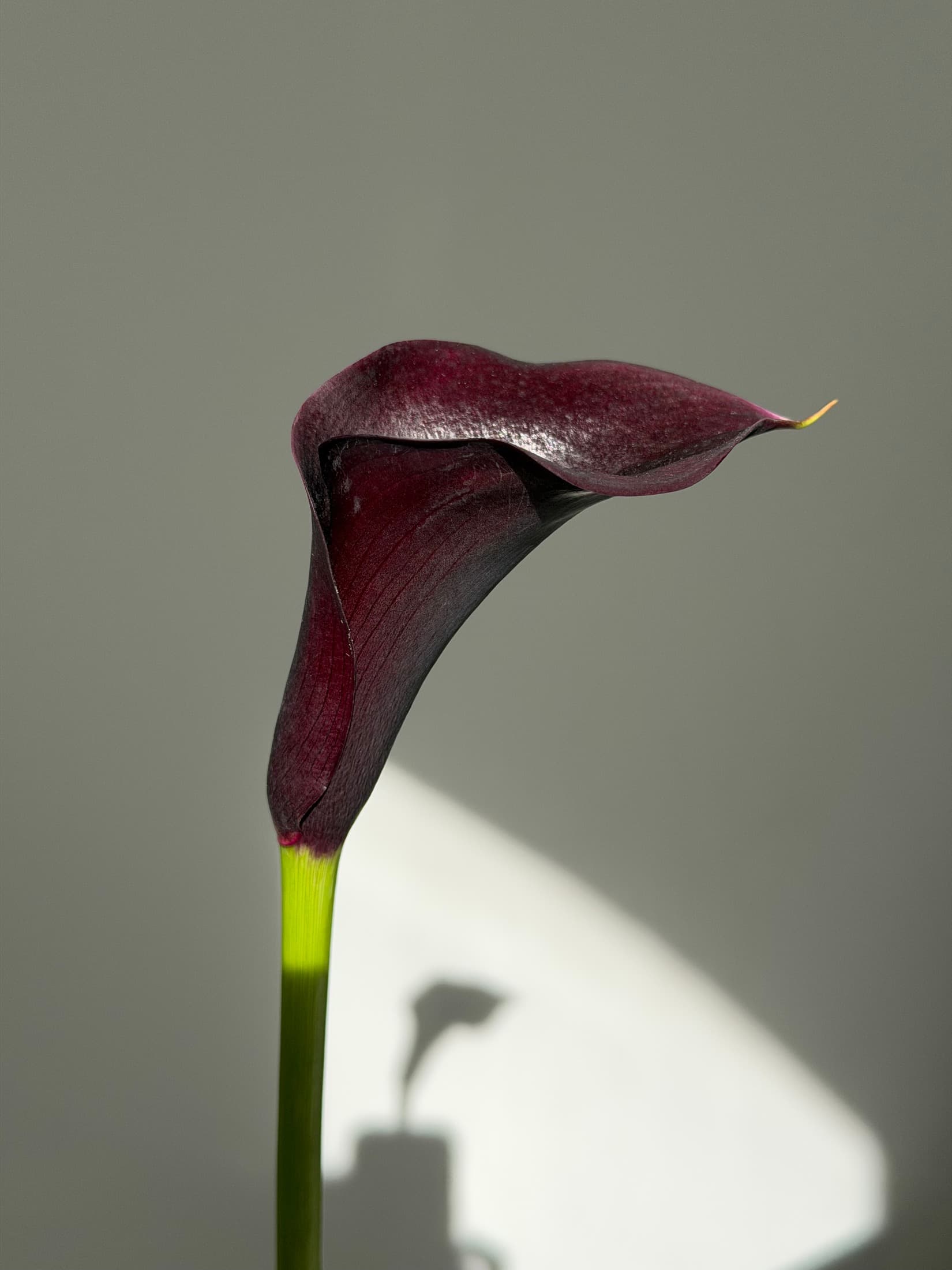 Deep burgundy calla lily with a curved spathe and bright green stem in studio sunlight
