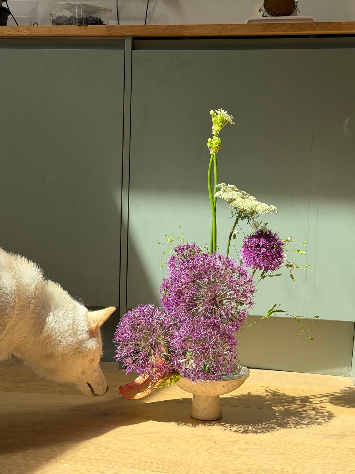 White dog sniffing a purple allium arrangement on a sunlit wood floor