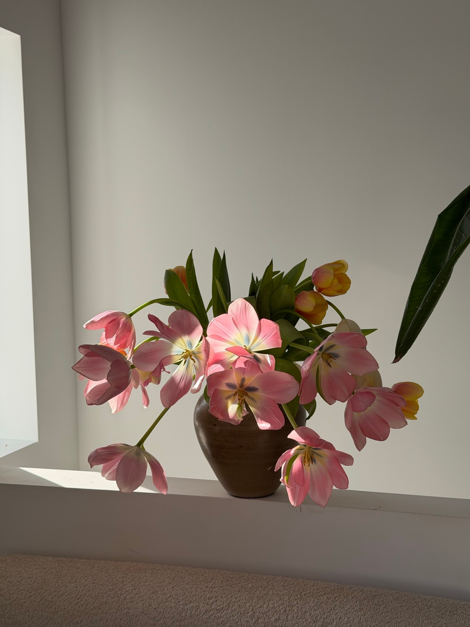Open pink and yellow tulips in a dark ceramic vase on a white ledge