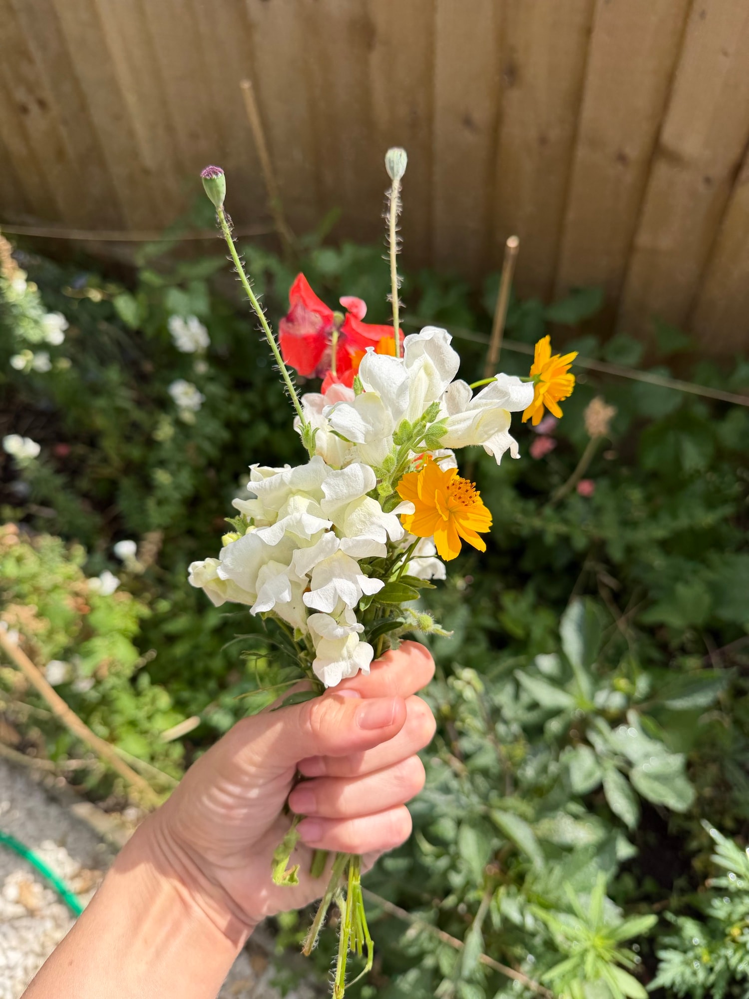Hand gripping a loose bunch of orange cosmos, red poppy, and white blooms outdoors