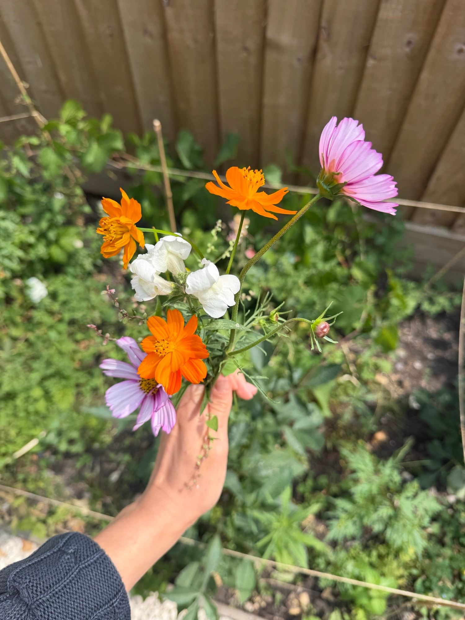 Hand holding pink and orange cosmos with small white blossoms in a garden