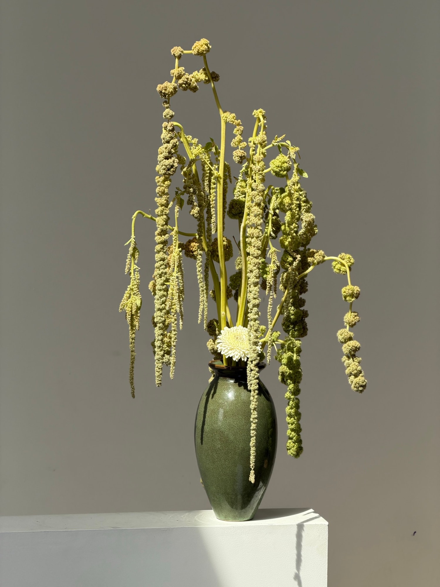 Pale green textured spikes and a white flower in a dark green oval vase on a white pedestal