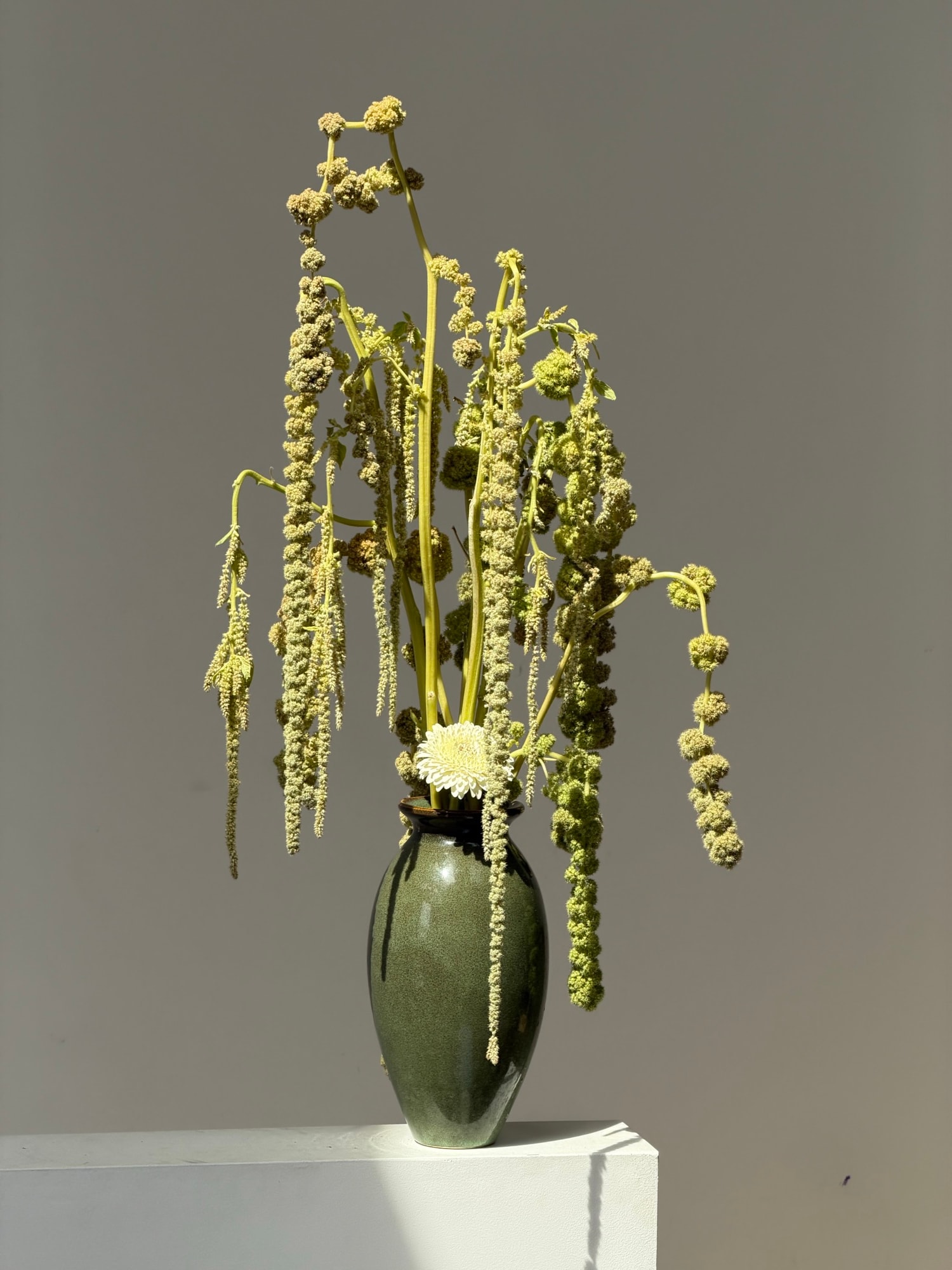 Chartreuse grain-like stems and a small white bloom in a glossy dark green teardrop vase