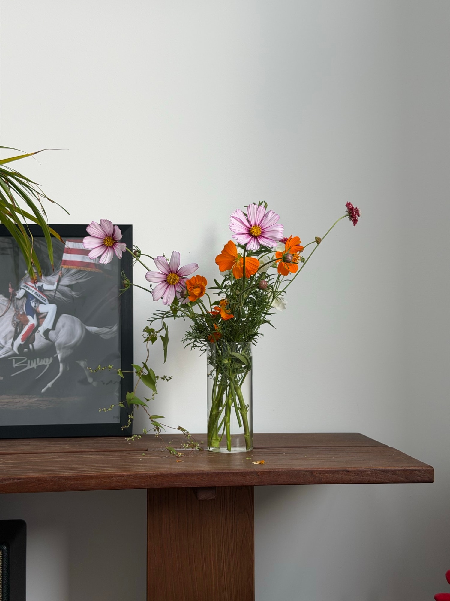 Pink and orange cosmos emerging from a glass tube set through a dark wooden plank
