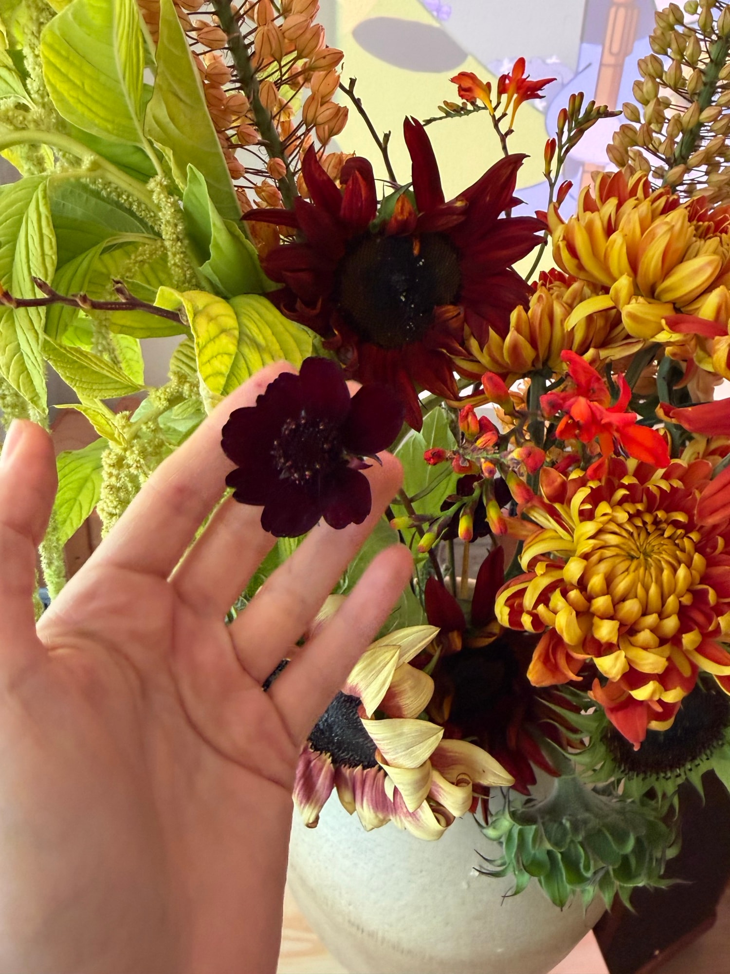 Hand reaching toward a dark burgundy bloom in an autumn arrangement of chrysanthemums and sunflowers