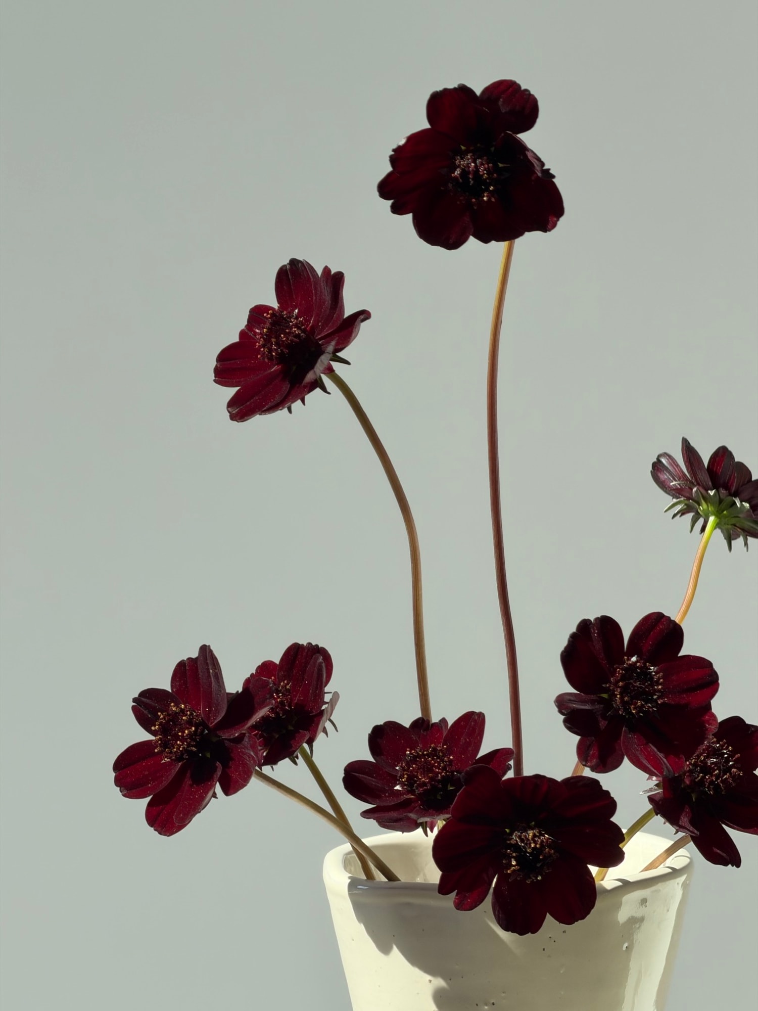 Dark chocolate cosmos radiating from a white ceramic vase