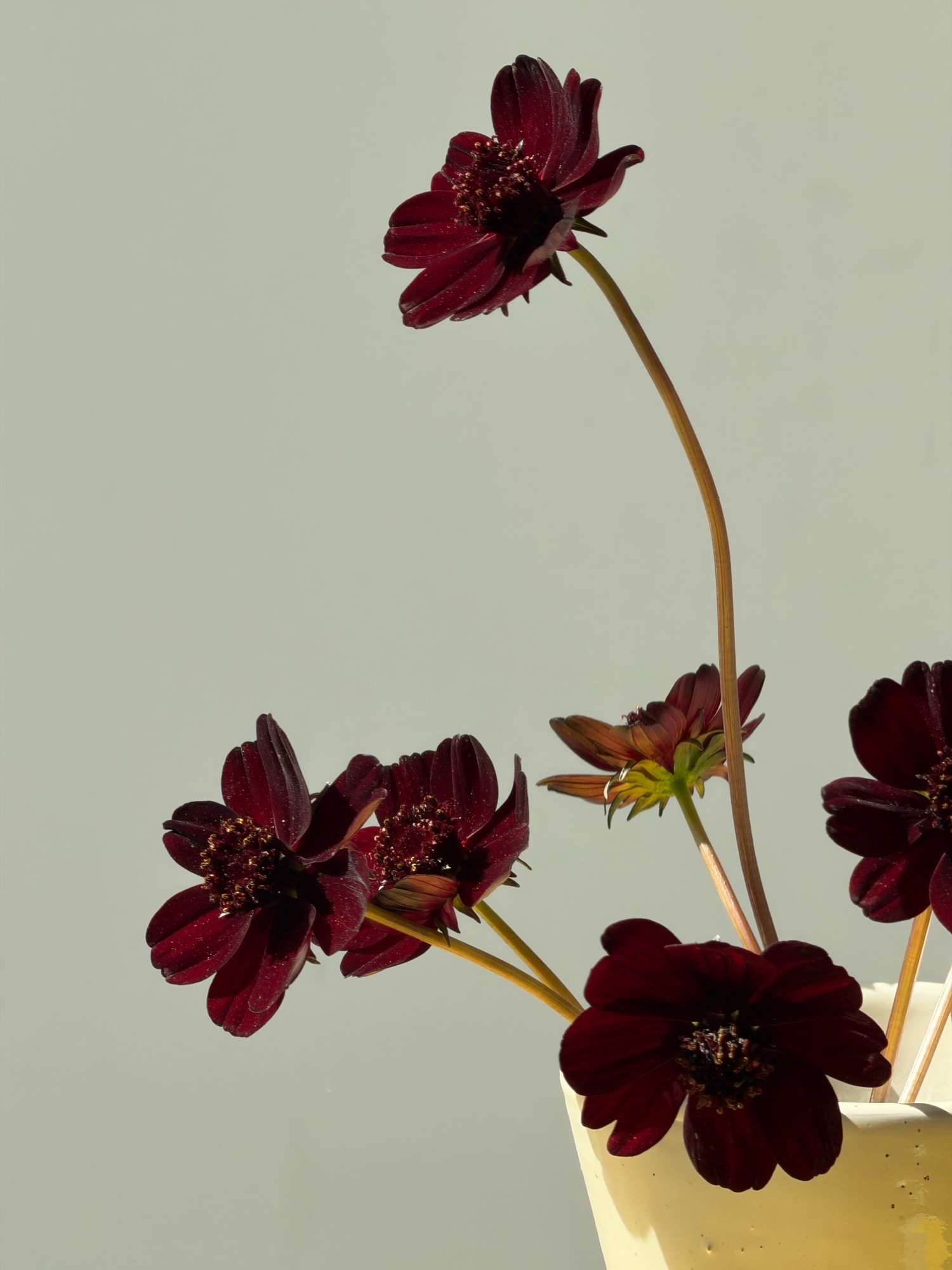 Sparse chocolate cosmos stems on light grey with soft shadows