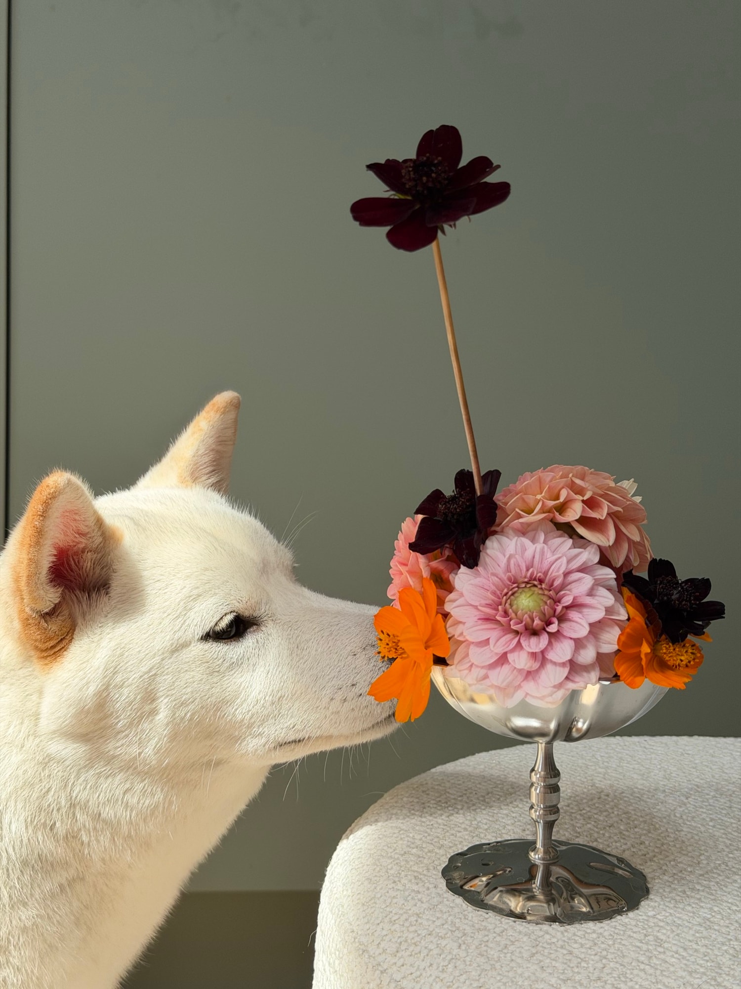 White dog sniffing a silver goblet of pink and orange flowers