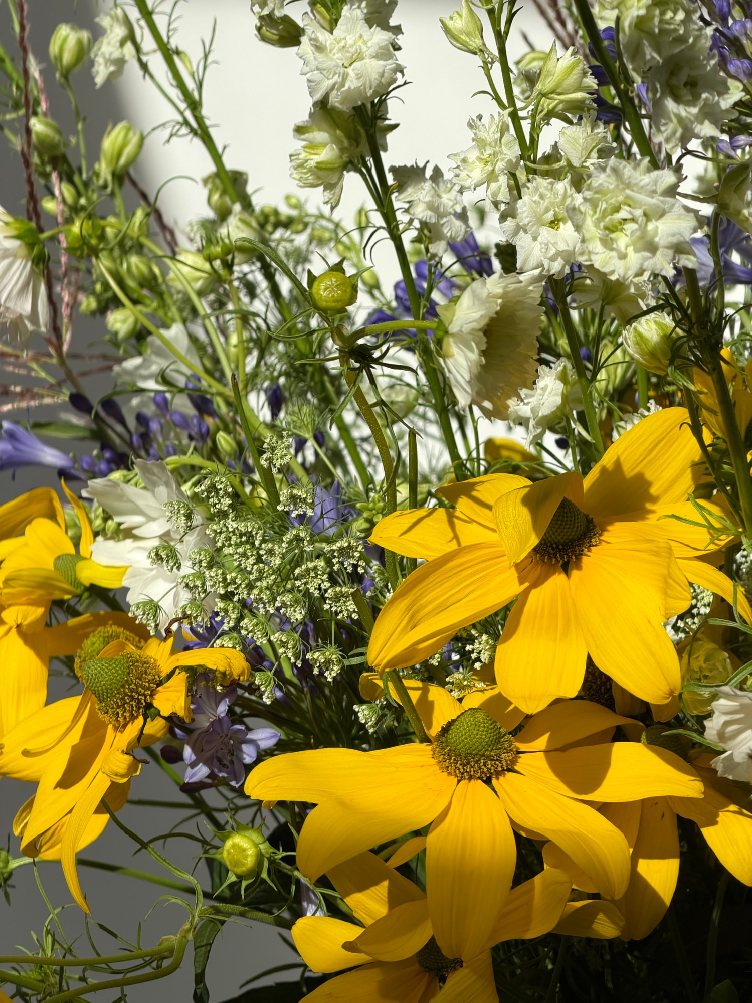 Dense close-up of yellow black-eyed Susans and white lace flowers