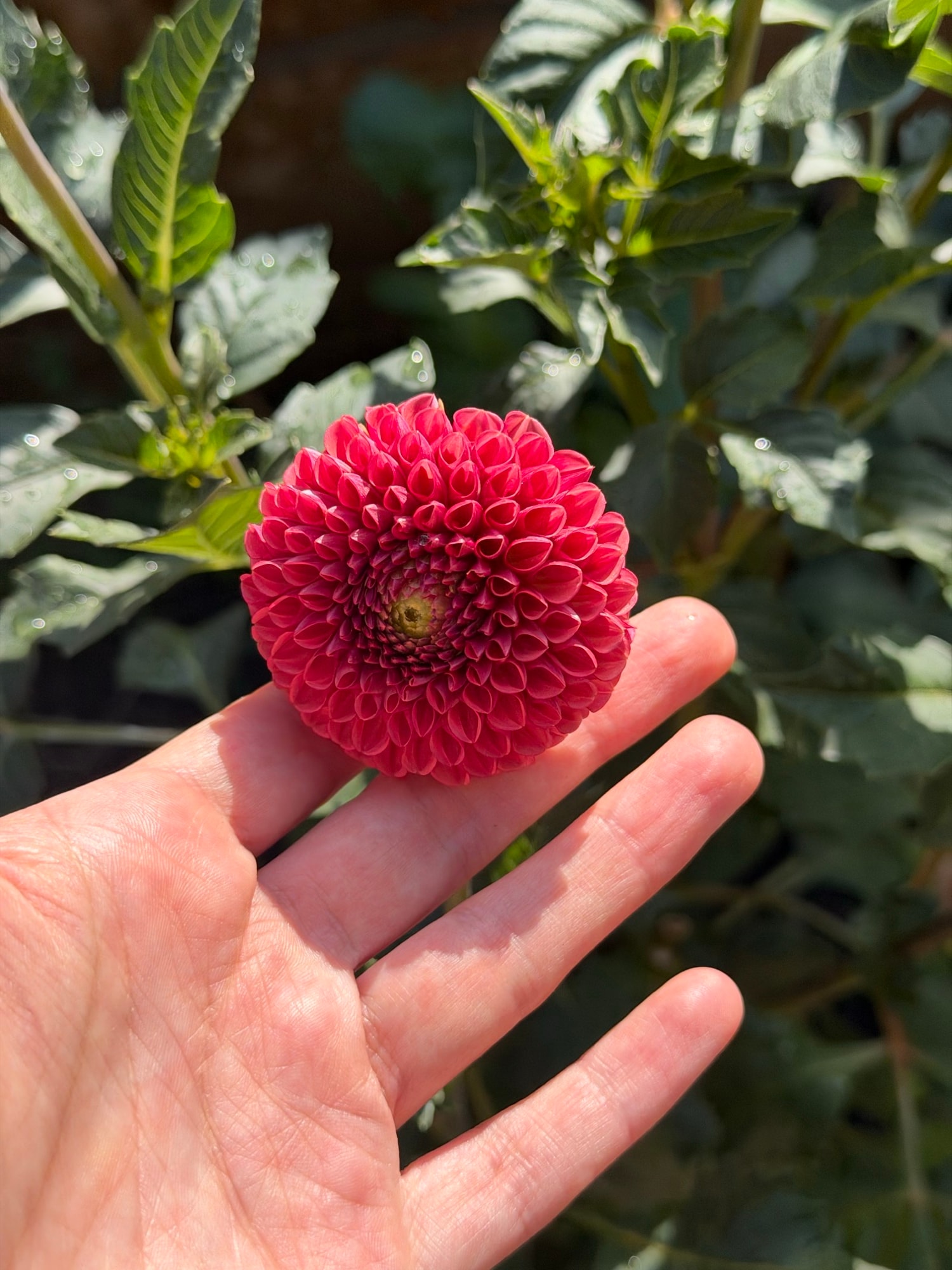 Hand beside a spherical reddish-pink pompon dahlia outdoors